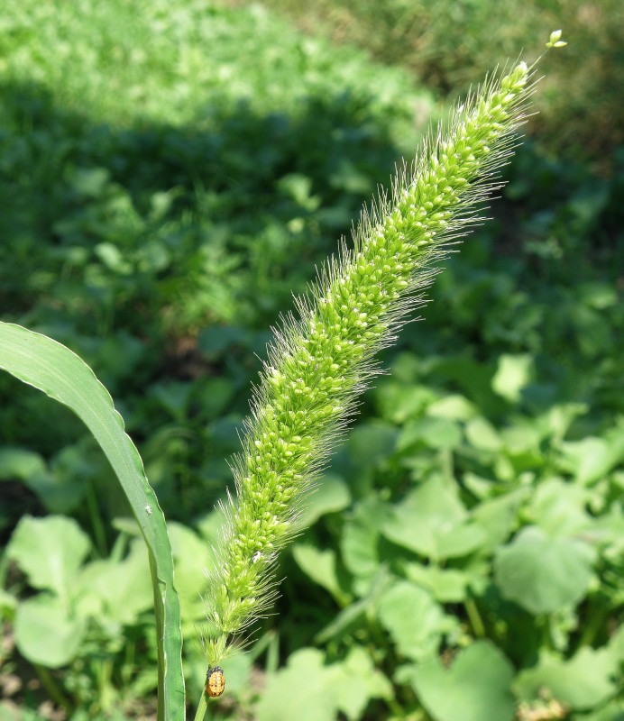 Image of genus Setaria specimen.
