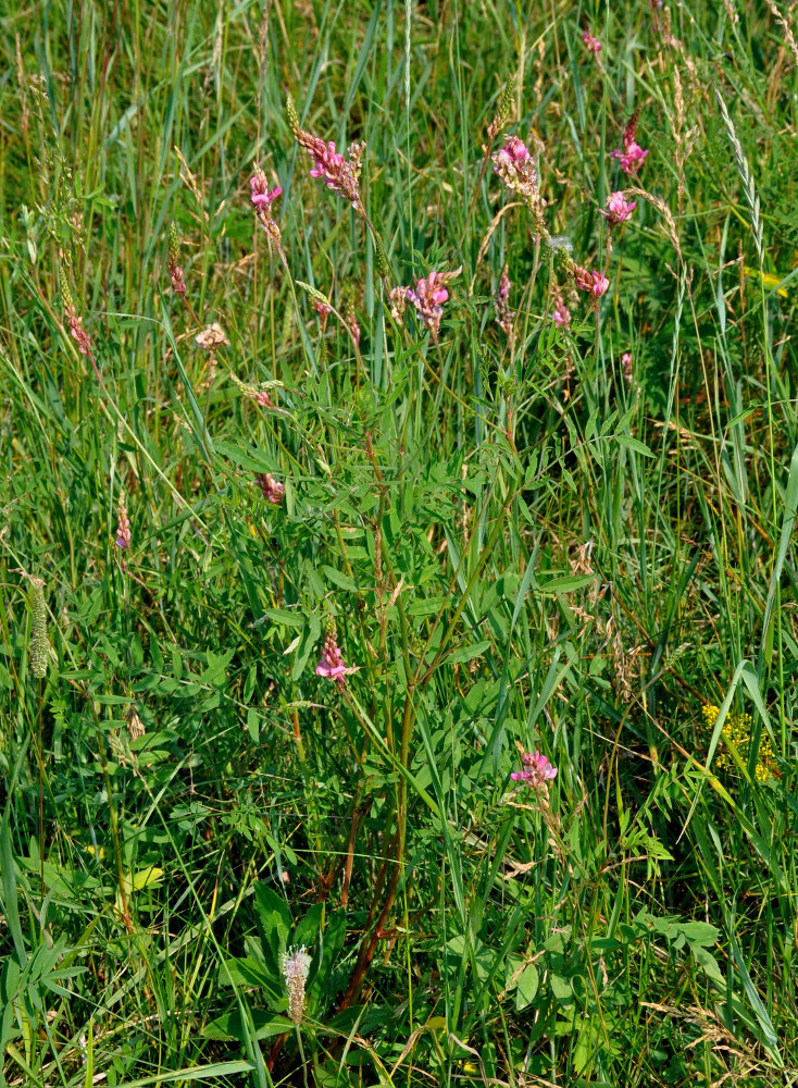 Изображение особи Onobrychis sibirica.