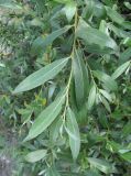 Salix alba