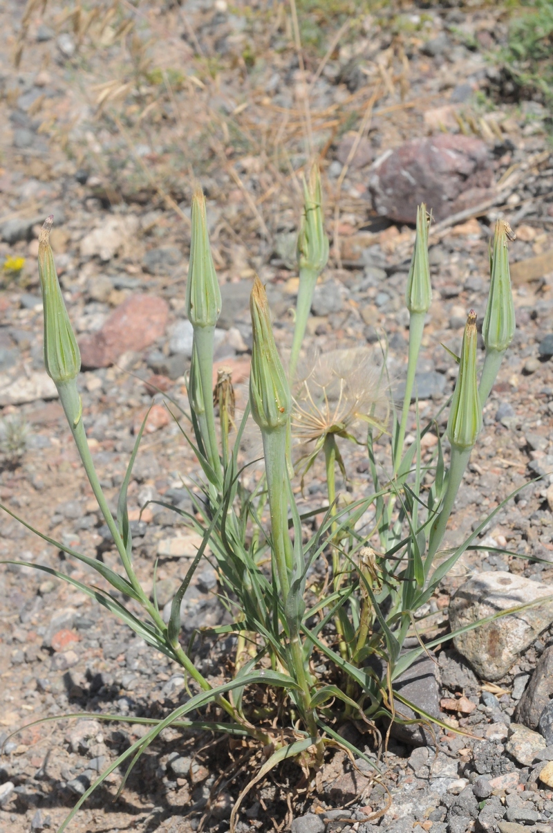 Image of Tragopogon dubius specimen.