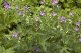 Geranium sylvaticum