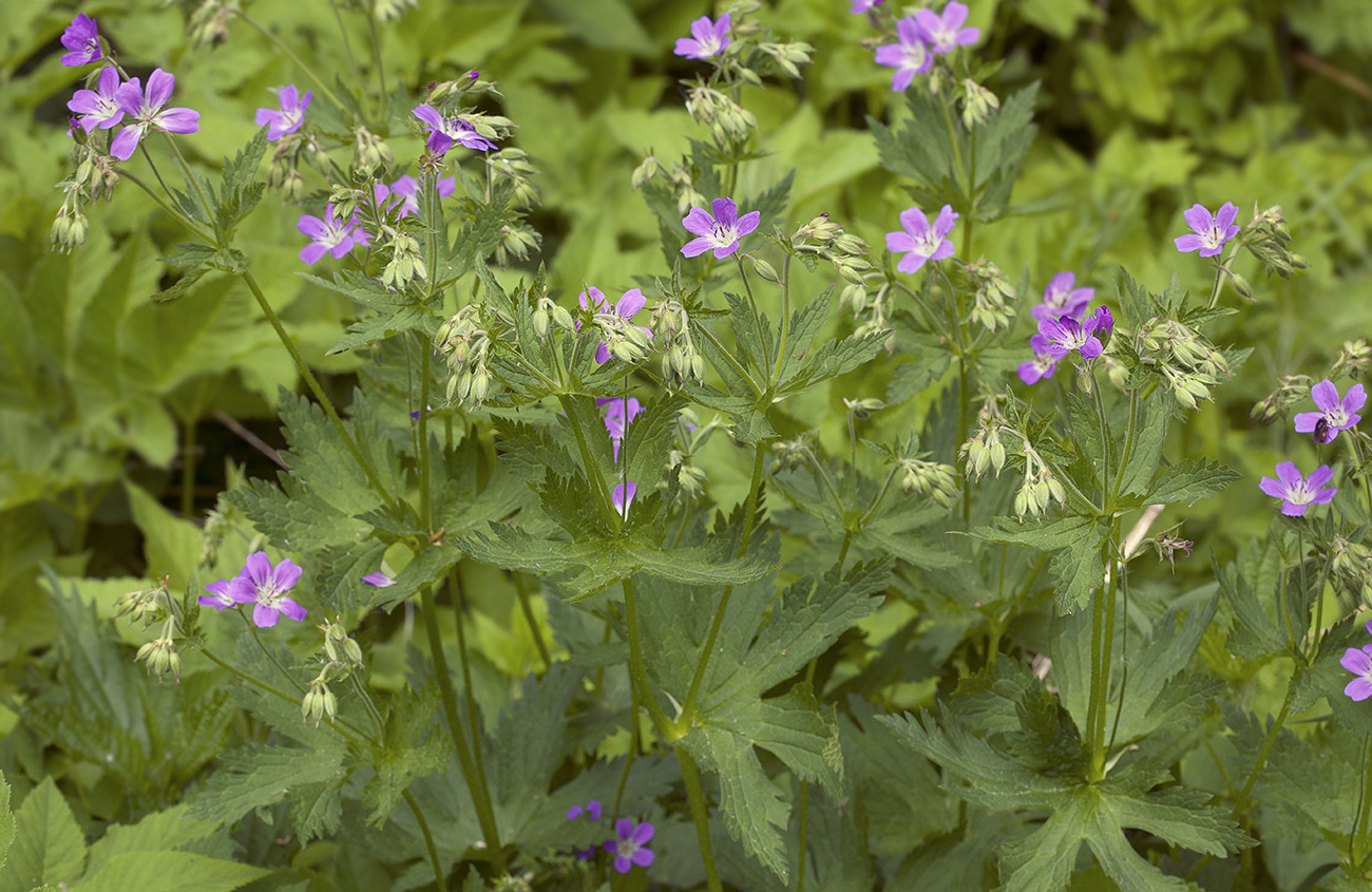 Изображение особи Geranium sylvaticum.