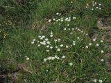 Cerastium eriophorum. Цветущие растения. Украина, Закарпатская обл., Раховский р-н, хр. Свидовец, ≈ 1800 м н.у.м., задернованные выходы горных пород. 2 июля 2010 г.