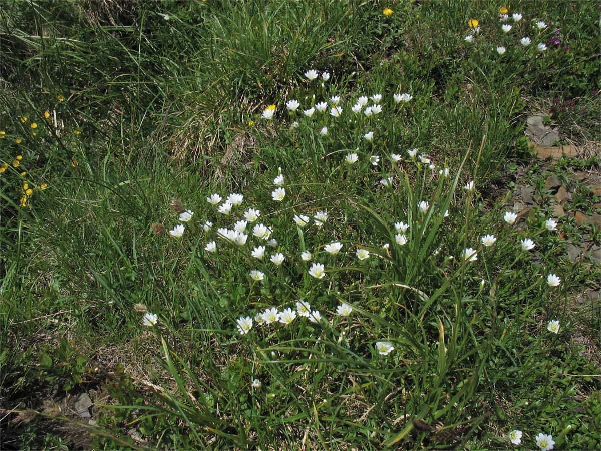 Изображение особи Cerastium eriophorum.