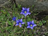 Gentiana laciniata