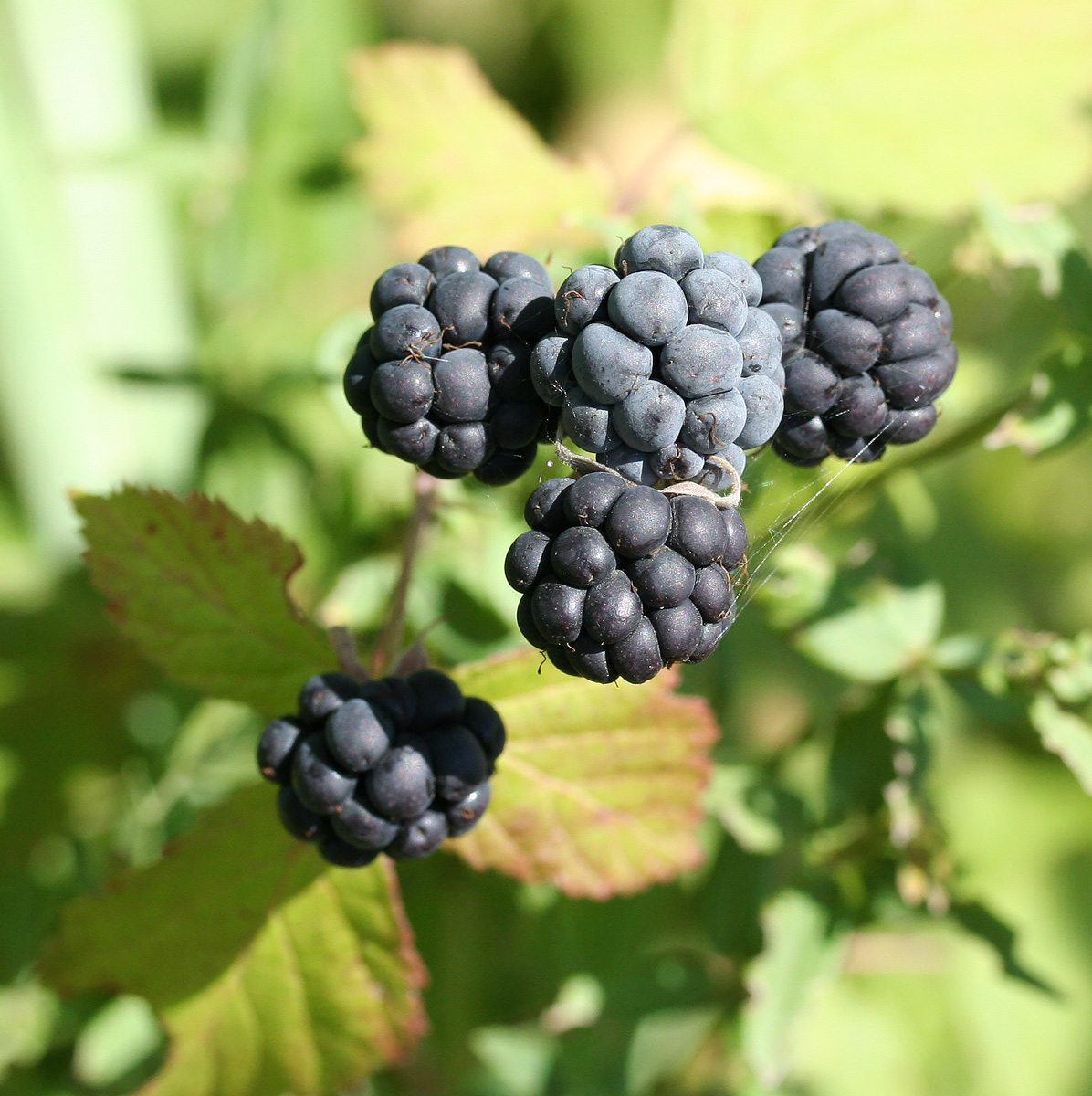 Изображение особи Rubus caesius.