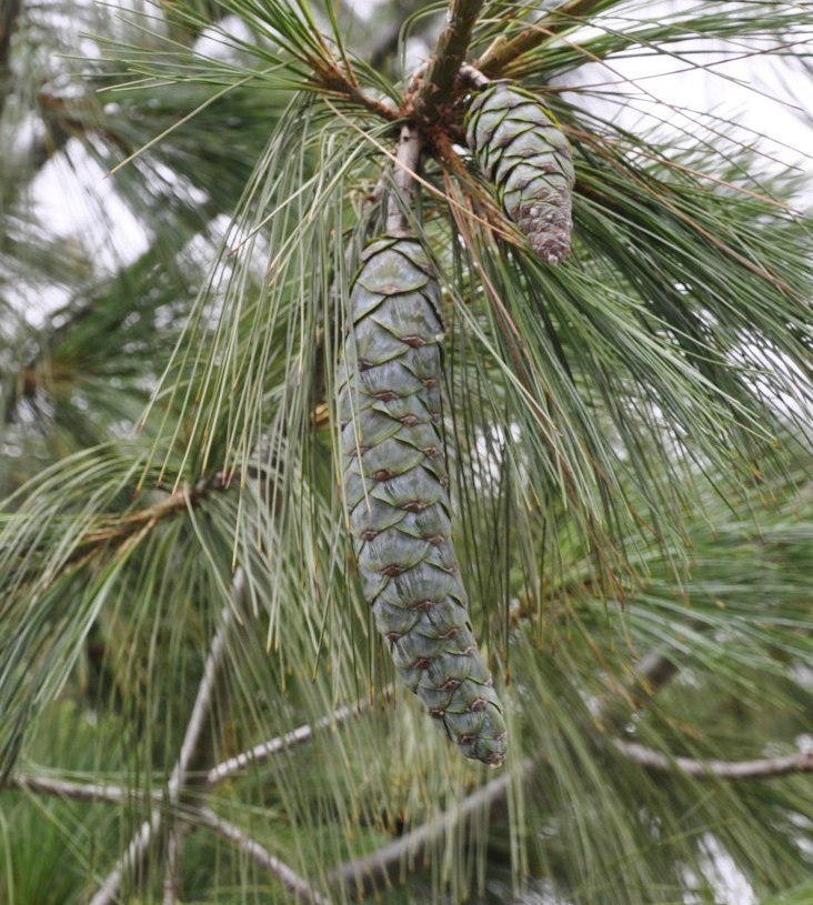 Изображение особи Pinus strobus.