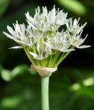 Allium israeliticum