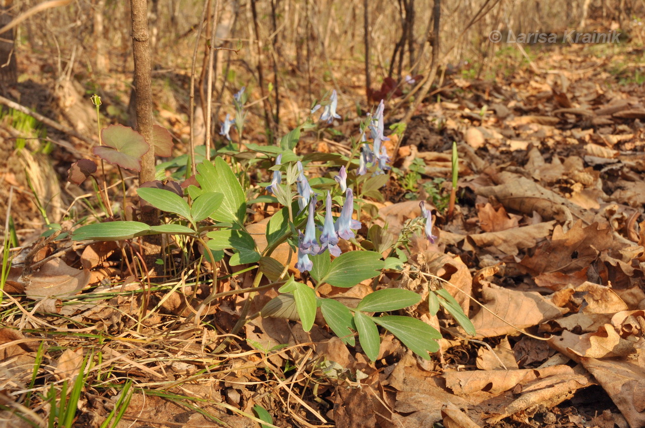 Изображение особи Corydalis turtschaninovii.