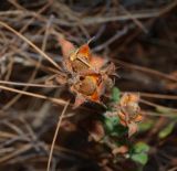 Cistus salviifolius. Плоды. Турция, Анталья, р-н Аланья, левый борт долины р. Дим, окр. пещеры Дим, на склоне у дороги на краю соснового леса. 22.08.2018.