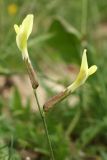 Astragalus maverranagri