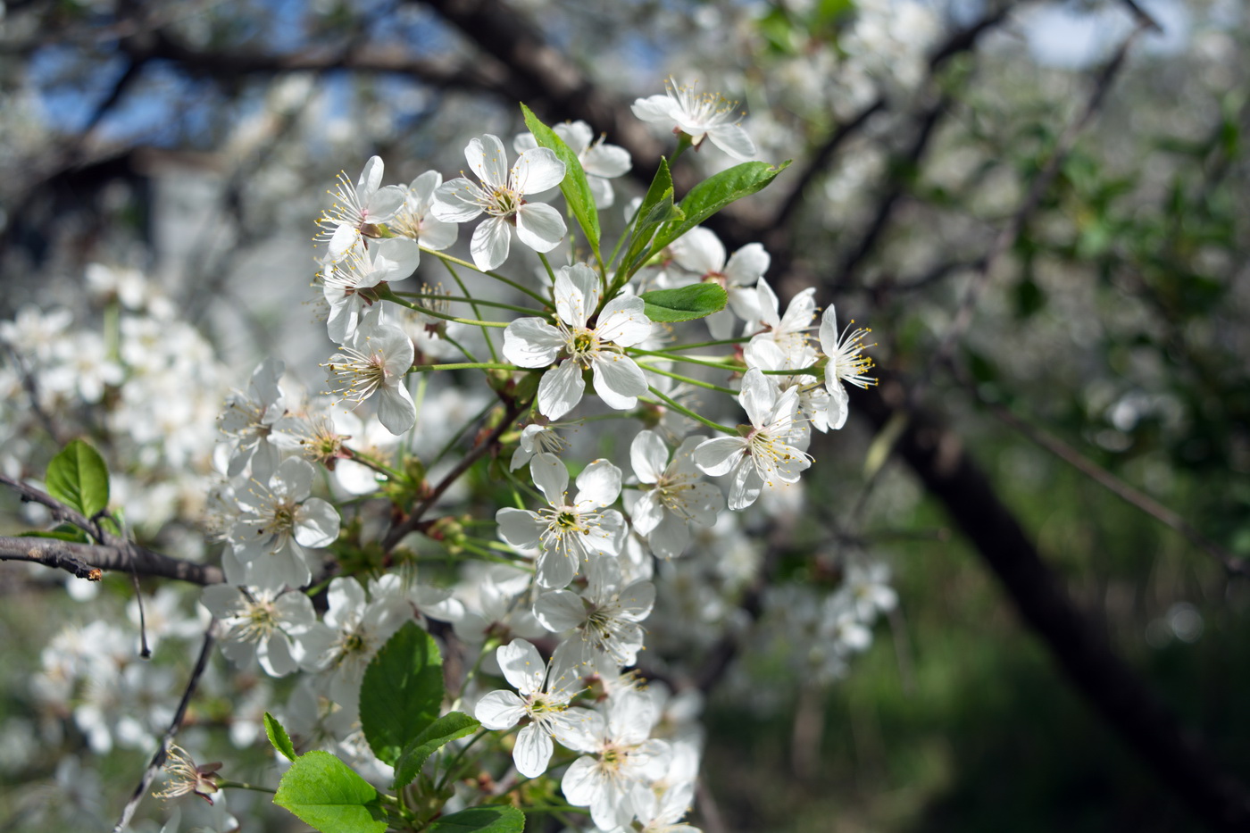 Изображение особи Cerasus vulgaris.