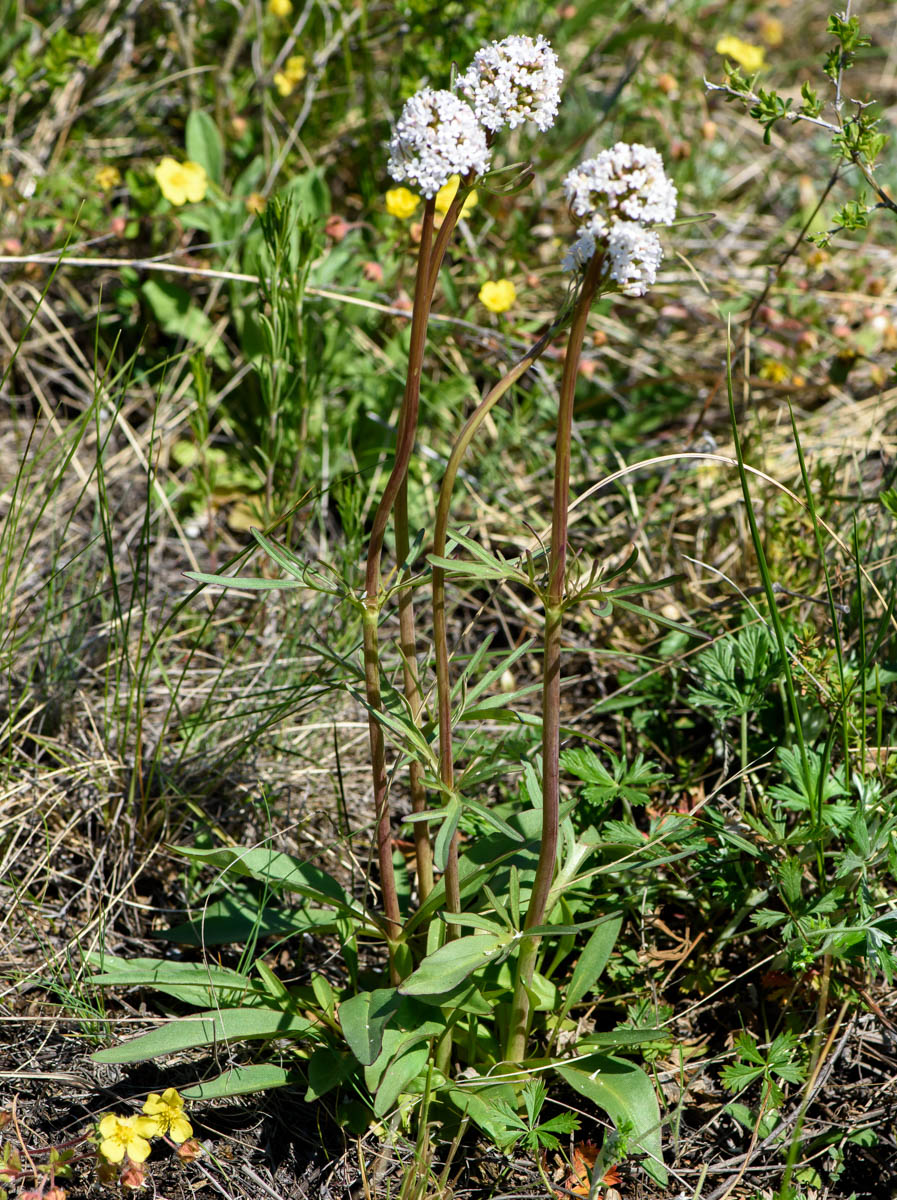 Изображение особи Valeriana tuberosa.