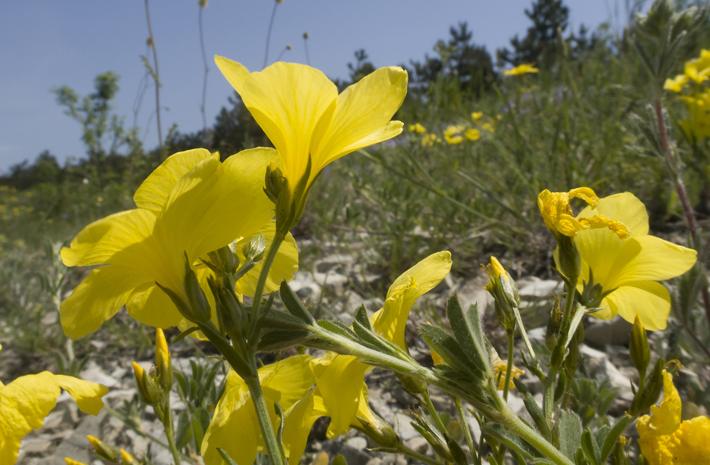 Image of Linum tauricum specimen.