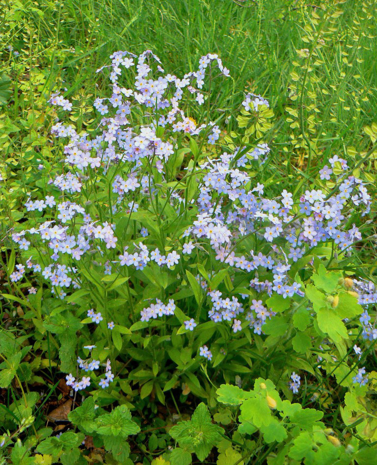 Изображение особи Myosotis sylvatica.