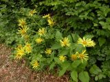 Doronicum austriacum. Цветущие растения на обочине горной дороги. Украина, Закарпатская обл., Тячевский р-н, с. Усть-Черная, подъем на гору Климова. 23.06.2010.