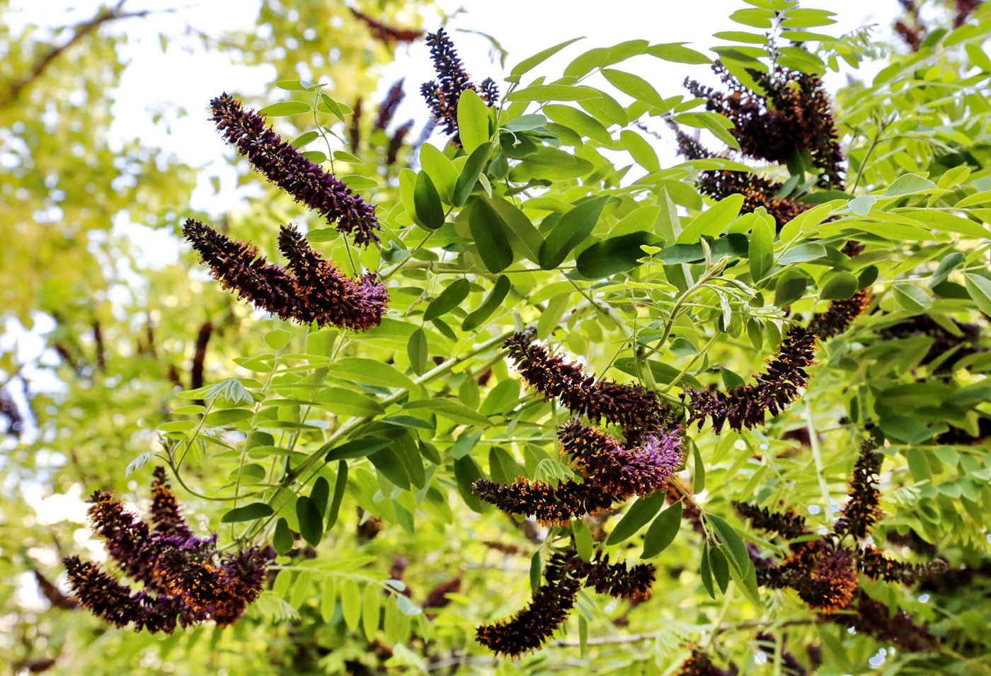 Изображение особи Amorpha fruticosa.