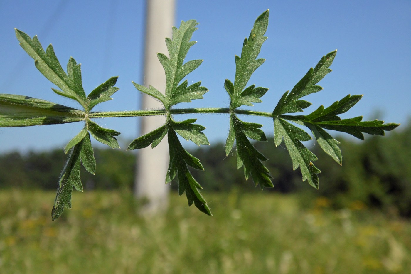 Изображение особи Pastinaca pimpinellifolia.