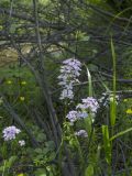 Cardamine macrophylla