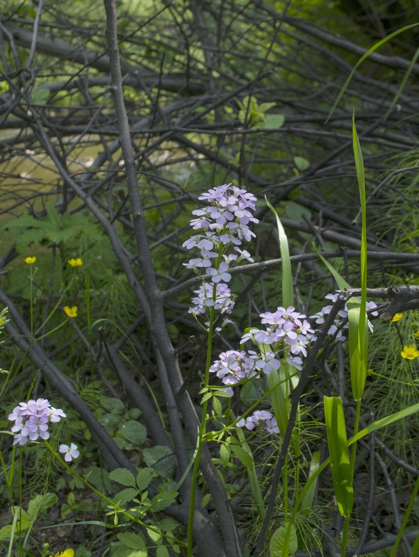 Image of Cardamine macrophylla specimen.