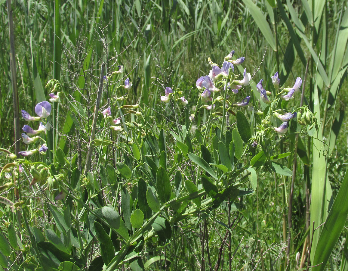 Изображение особи Lathyrus incurvus.