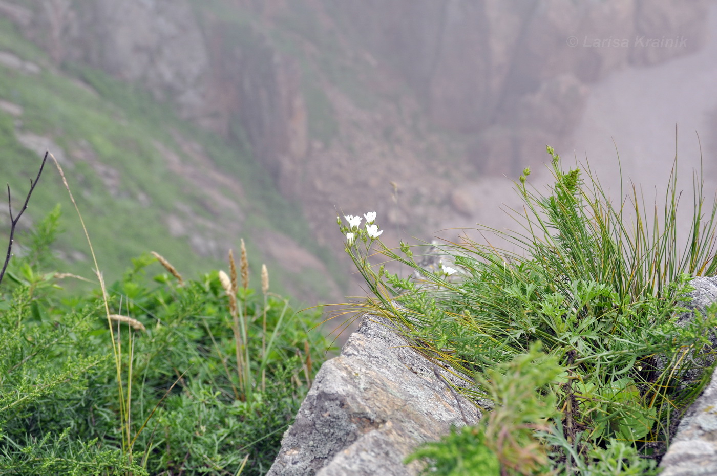 Image of Eremogone juncea specimen.