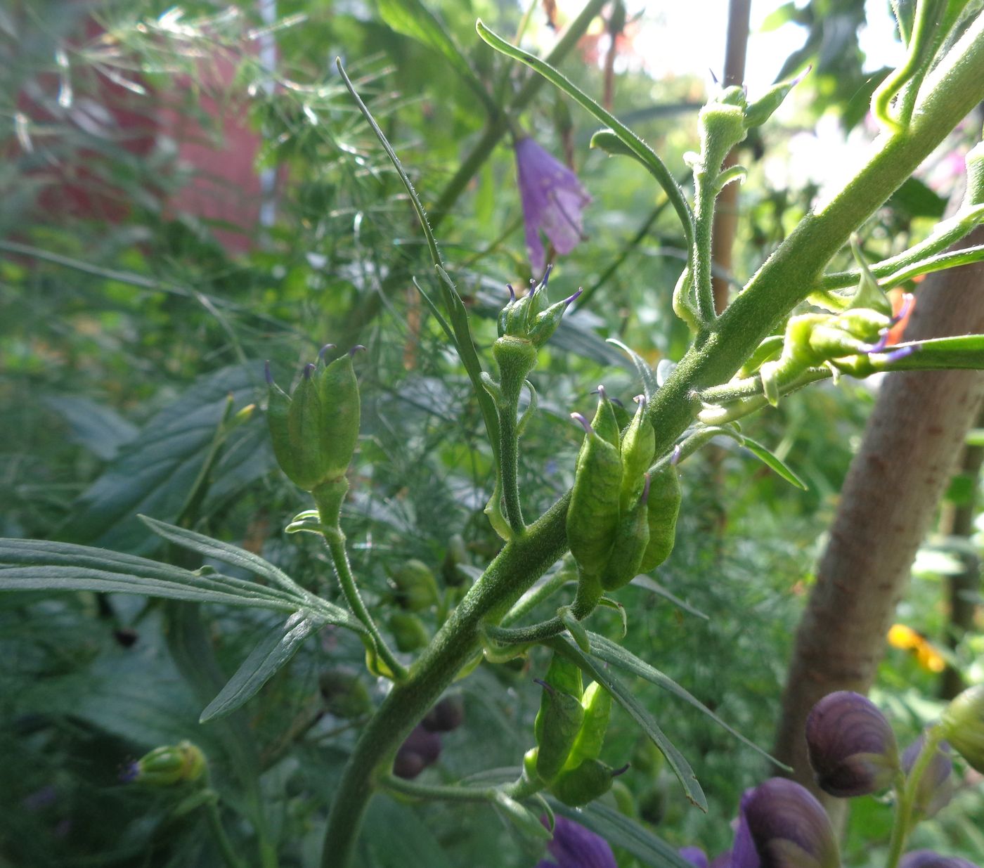 Изображение особи Aconitum napellus.