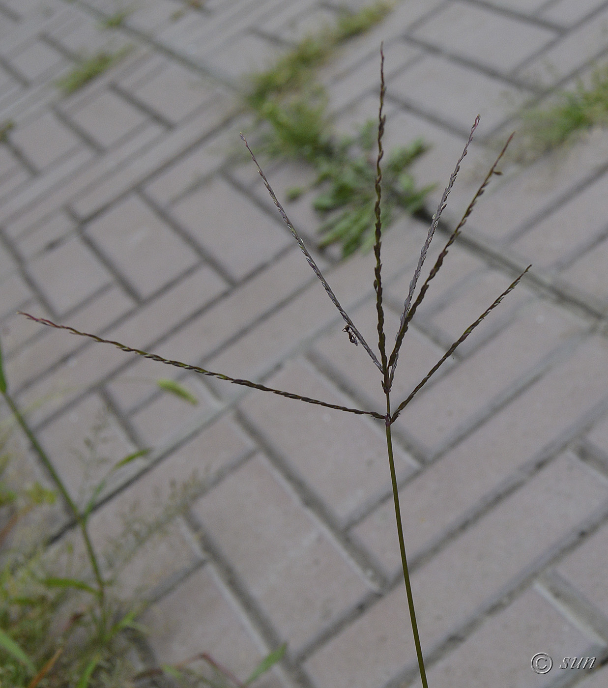 Image of Digitaria sanguinalis specimen.