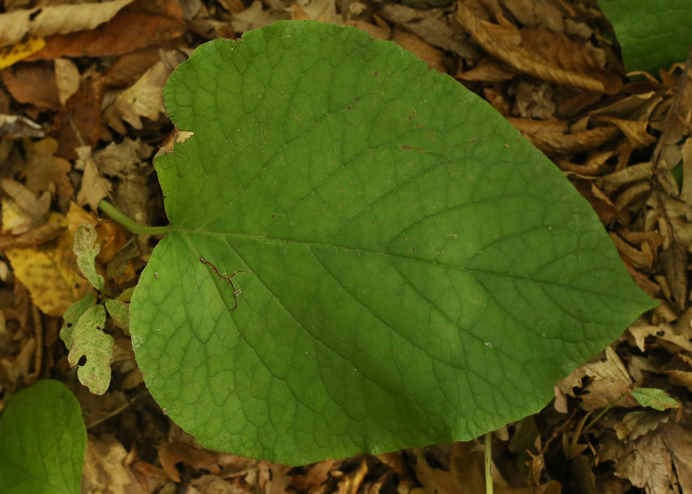 Изображение особи Trachystemon orientalis.