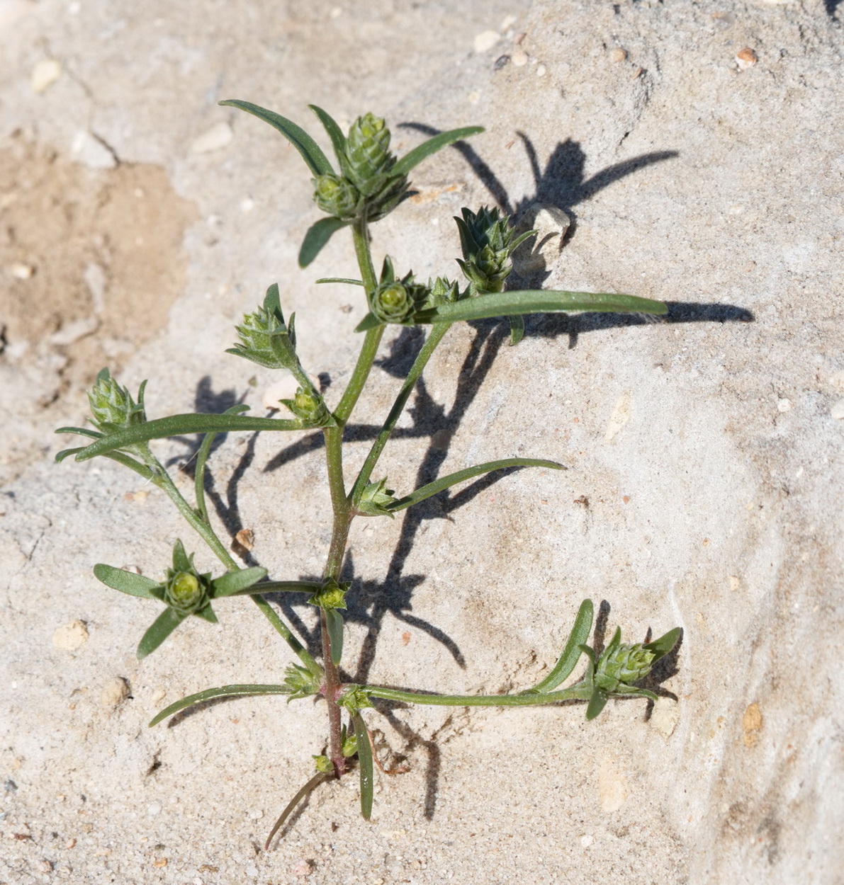 Image of Corispermum marschallii specimen.