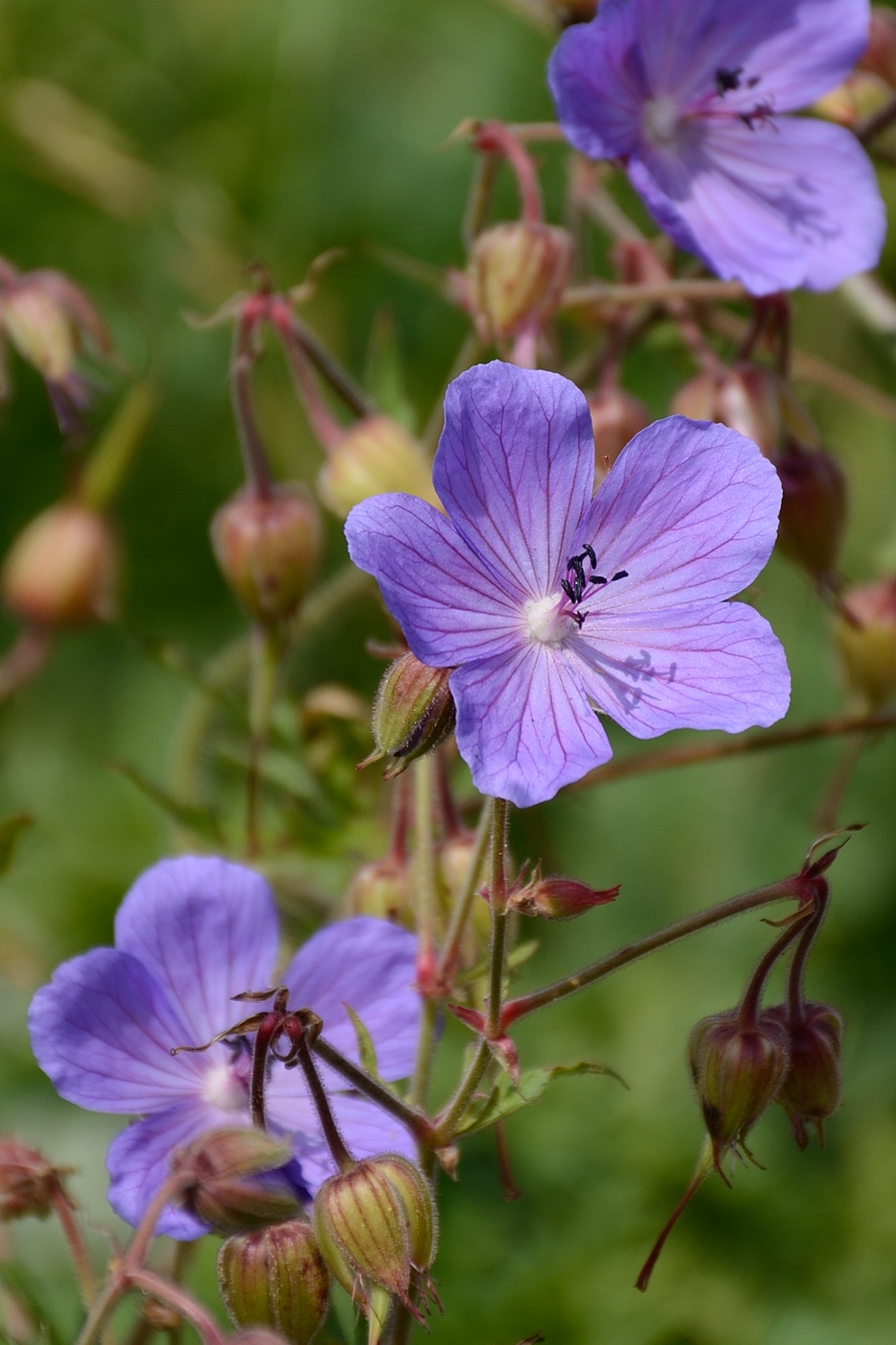 Изображение особи род Geranium.