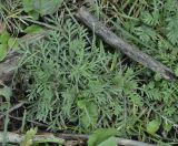 Anthemis tinctoria