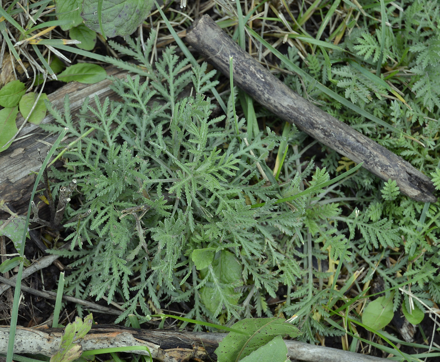 Image of Anthemis tinctoria specimen.