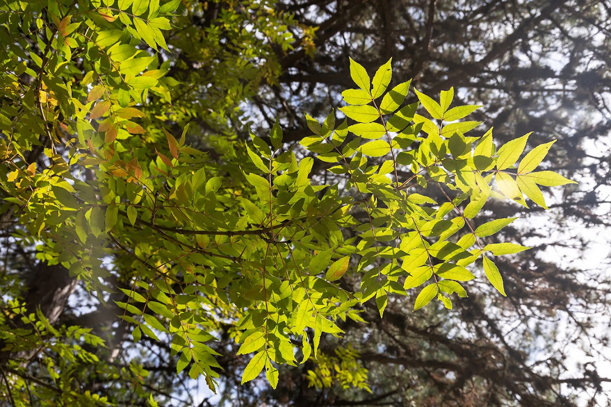 Image of Fraxinus excelsior specimen.