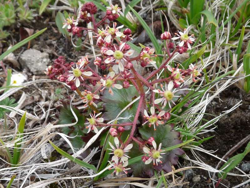 Изображение особи Micranthes purpurascens.