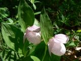 Cypripedium macranthos