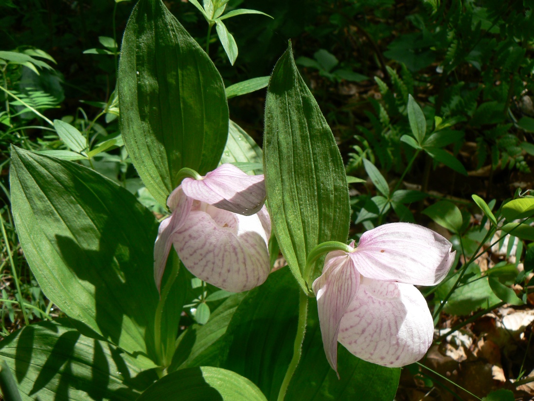 Изображение особи Cypripedium macranthos.