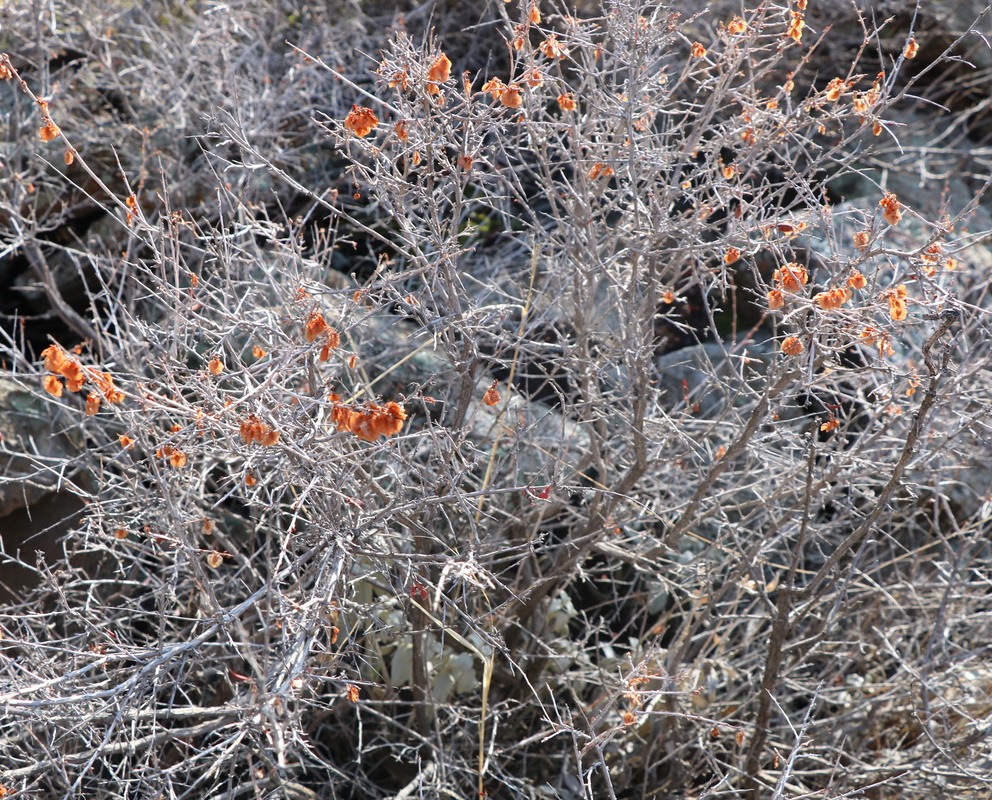 Изображение особи Atraphaxis spinosa.