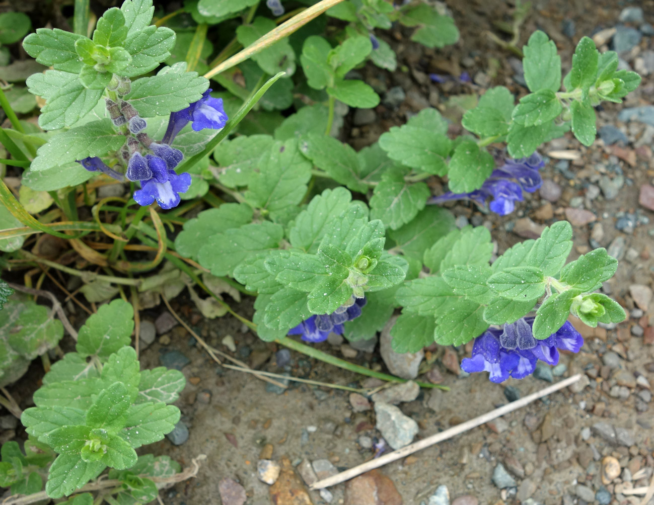 Image of Scutellaria strigillosa specimen.