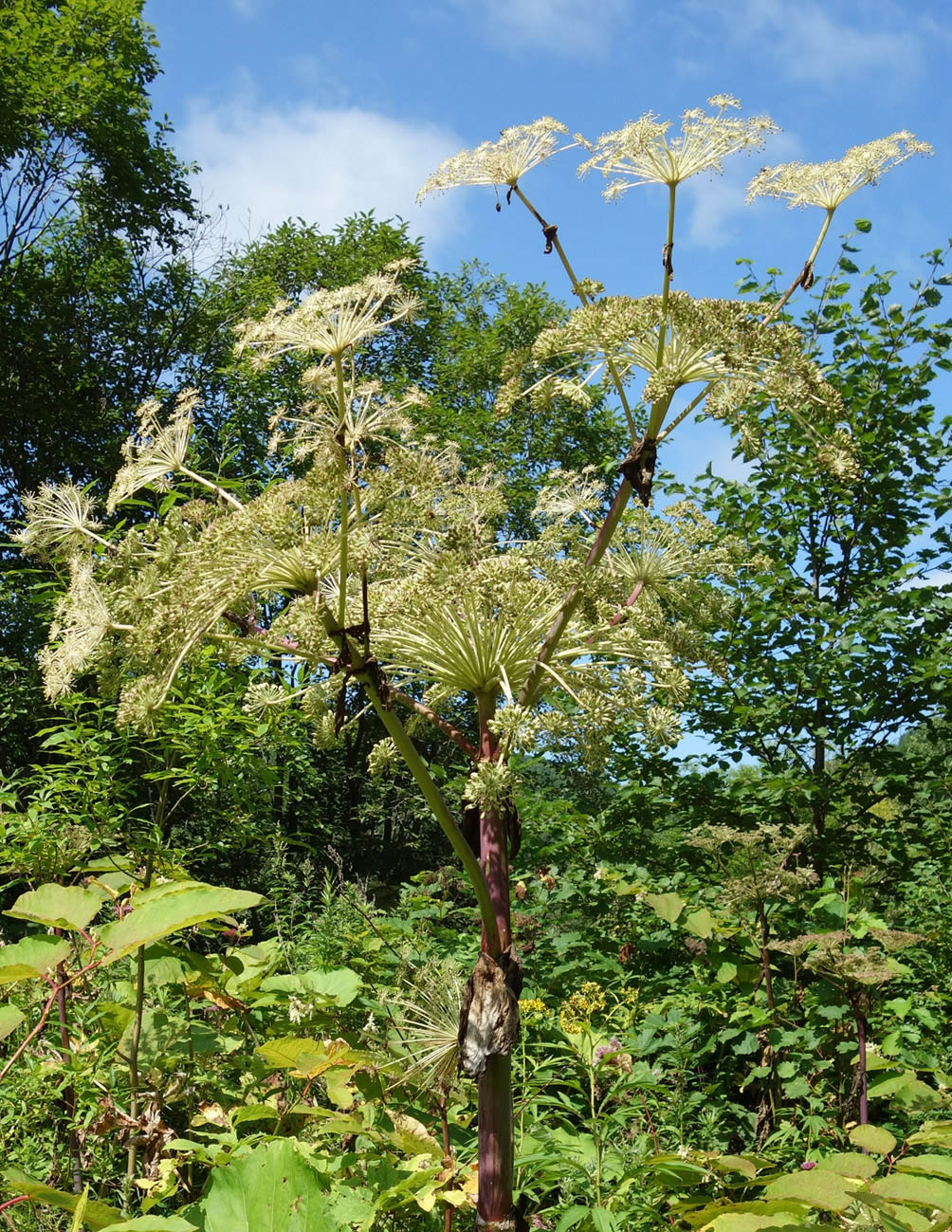 Image of Angelica ursina specimen.