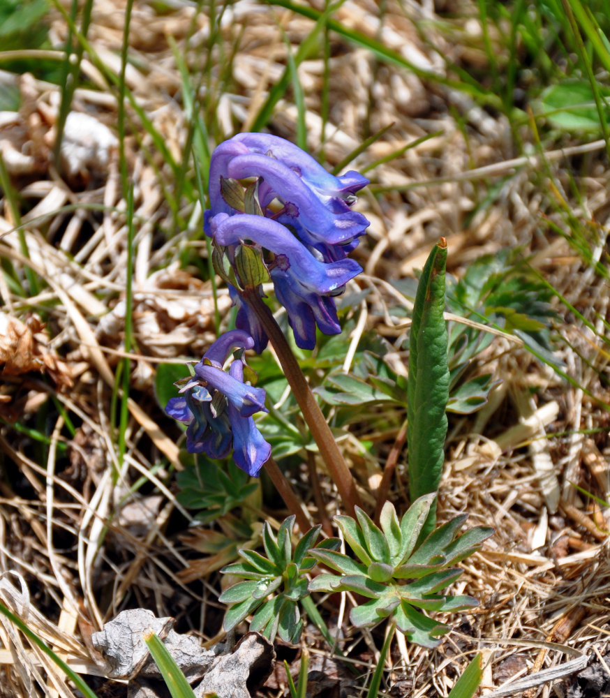 Image of Corydalis pauciflora specimen.