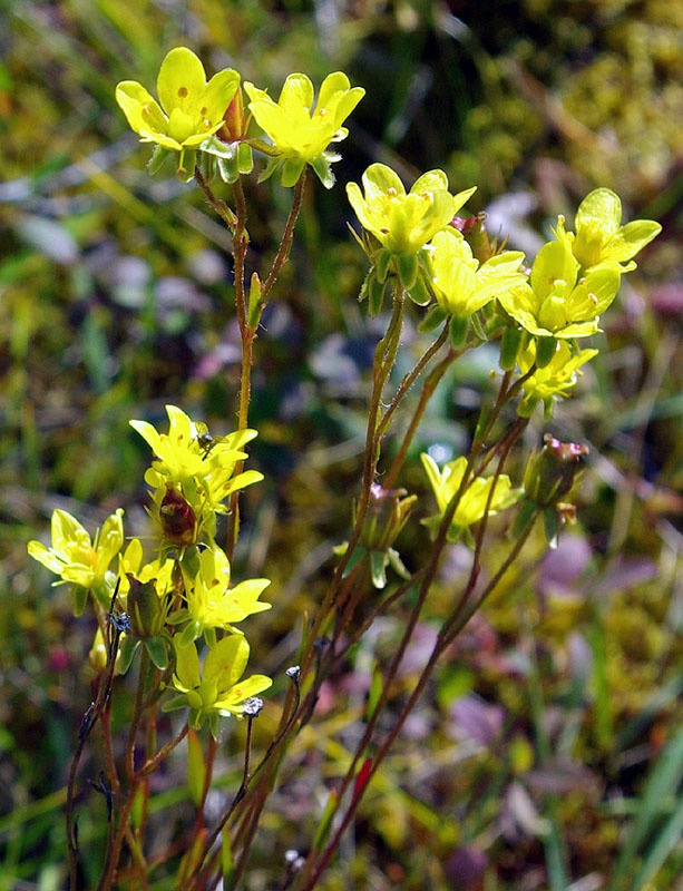 Image of Saxifraga hirculus specimen.