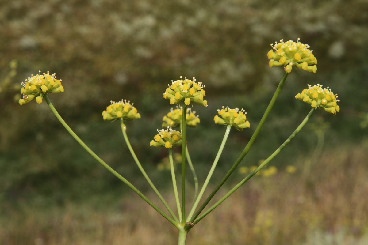 Image of Taeniopetalum arenarium specimen.