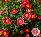 familia Asteraceae