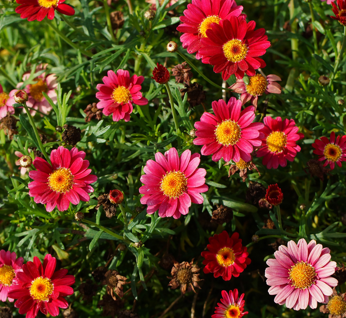 Изображение особи семейство Asteraceae.