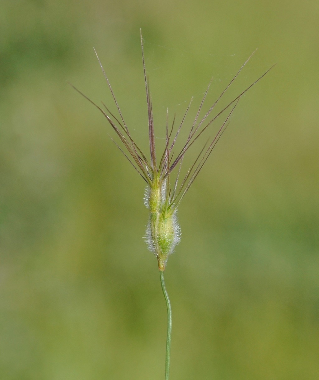 Изображение особи род Aegilops.