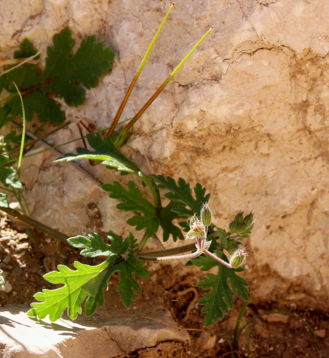 Image of genus Erodium specimen.