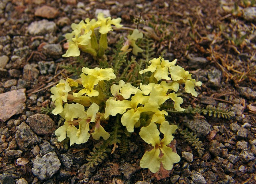Изображение особи Chorispora songarica.