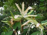 Bauhinia forficata