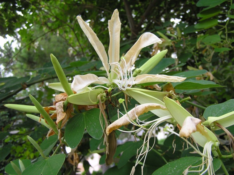 Изображение особи Bauhinia forficata.